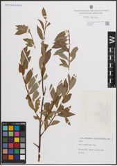 Foto von Salix daphnoides Vill.